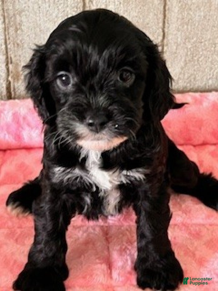 Cavapoo dogs Lilac - Ad 2