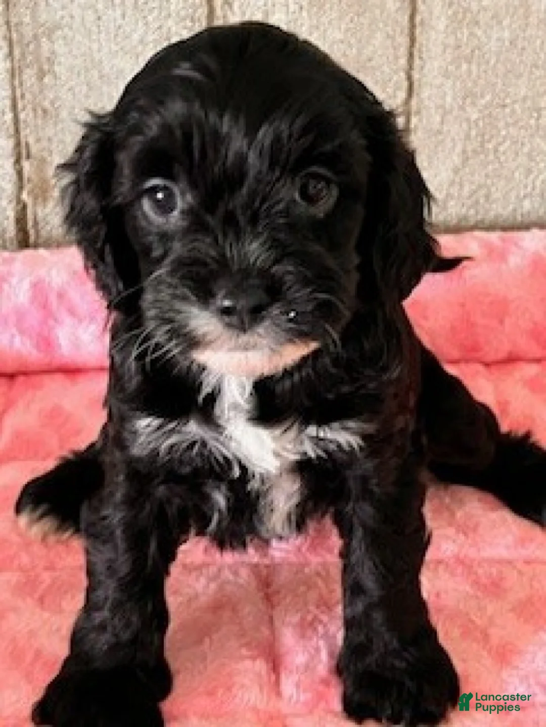 Cavapoo dogs for sale: Lilac - Ad 2