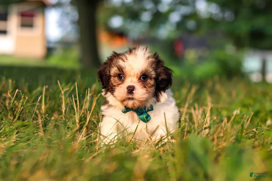 Shih Tzu dogs for sale: Malibu - Ad 2