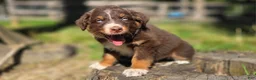 Australian Shepherd dogs for sale: Australian Shepherd Puppy "Peets" - Ad 7