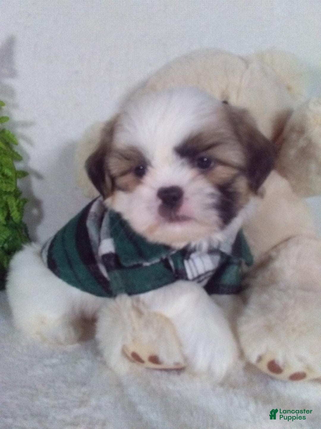 Shih Tzu dogs for sale: Cash - Ad 2