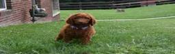 Standard Poodle dogs for sale: Eli moyen - Ad 5