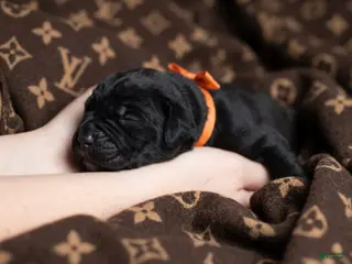 Cane Corso dogs Midnight Groove’s Ascension - Ad 30