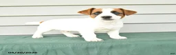 Jack Russell Terrier dogs for sale: Finley - Ad 1