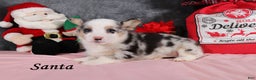 Welsh Corgi Pembroke dogs for sale: Santa - Ad 2