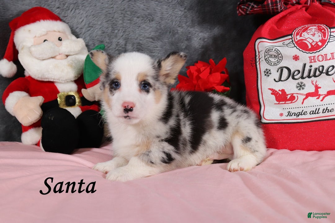 Welsh Corgi Pembroke dogs for sale: Santa - Ad 2