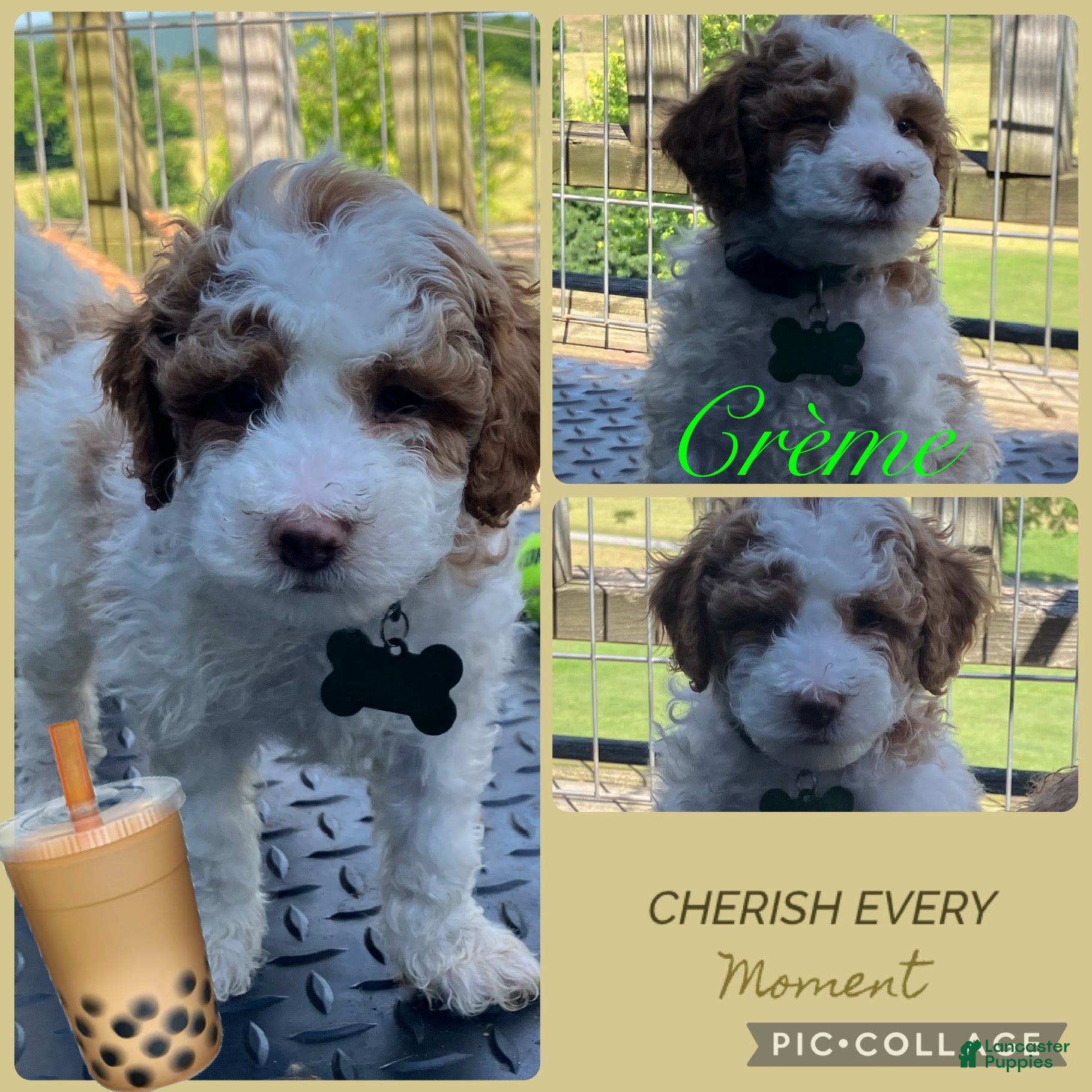 Miniature Poodle dogs Creme - Ad 1