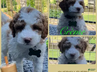 Miniature Poodle dogs for sale: Creme - Ad 4