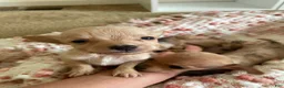 Chiweenie dogs for sale: Chiweenie 1 - Ad 2