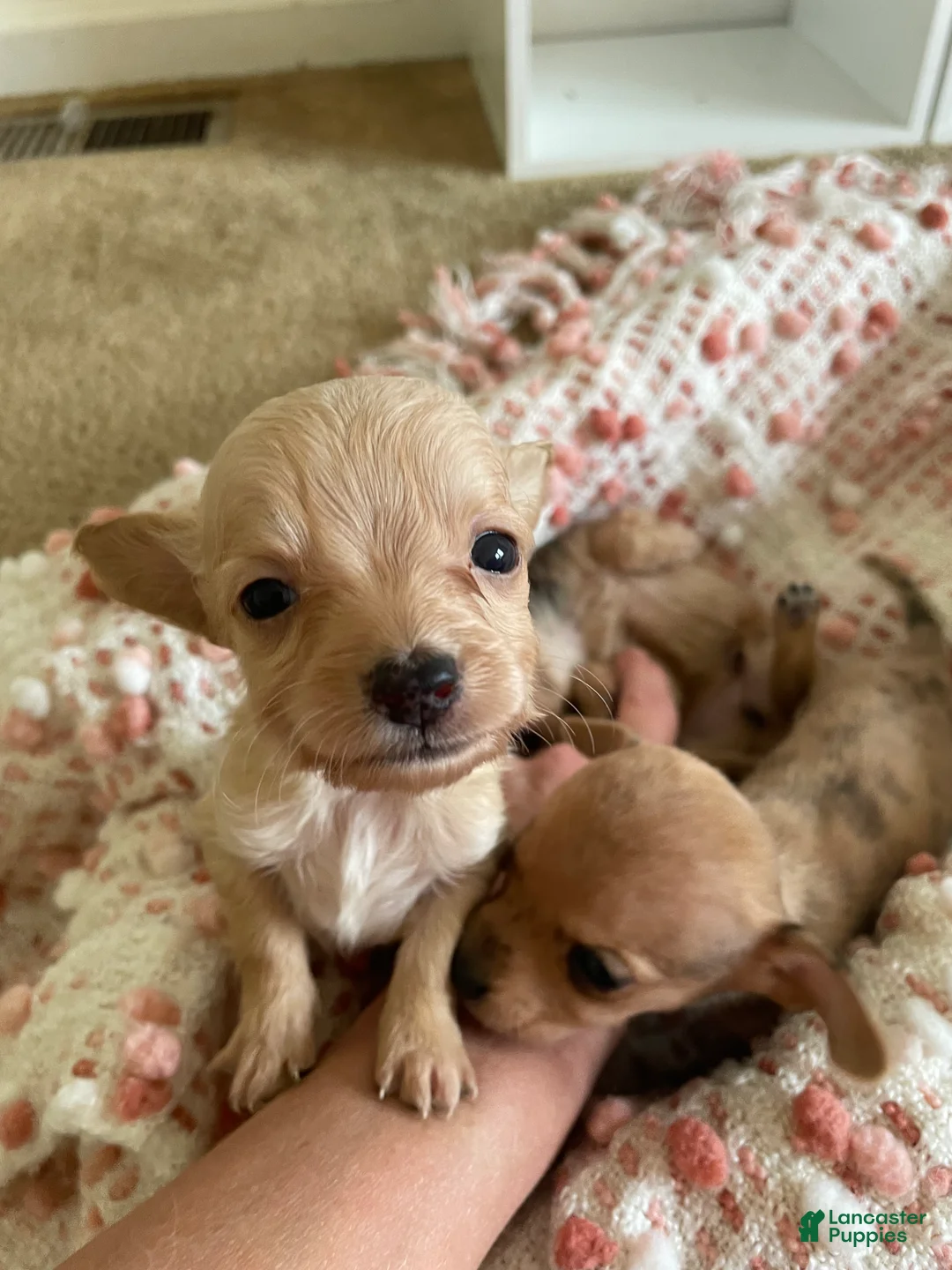 Chiweenie dogs for sale: Chiweenie 1 - Ad 2
