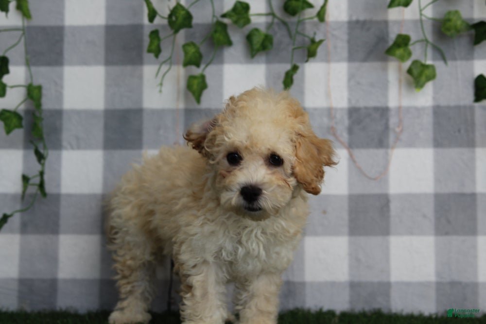 Bichpoo dogs Ruben - Ad 2