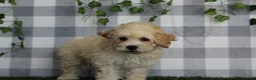 Bichpoo dogs for sale: Ruben - Ad 2