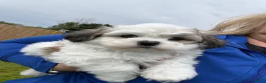 Fluffie