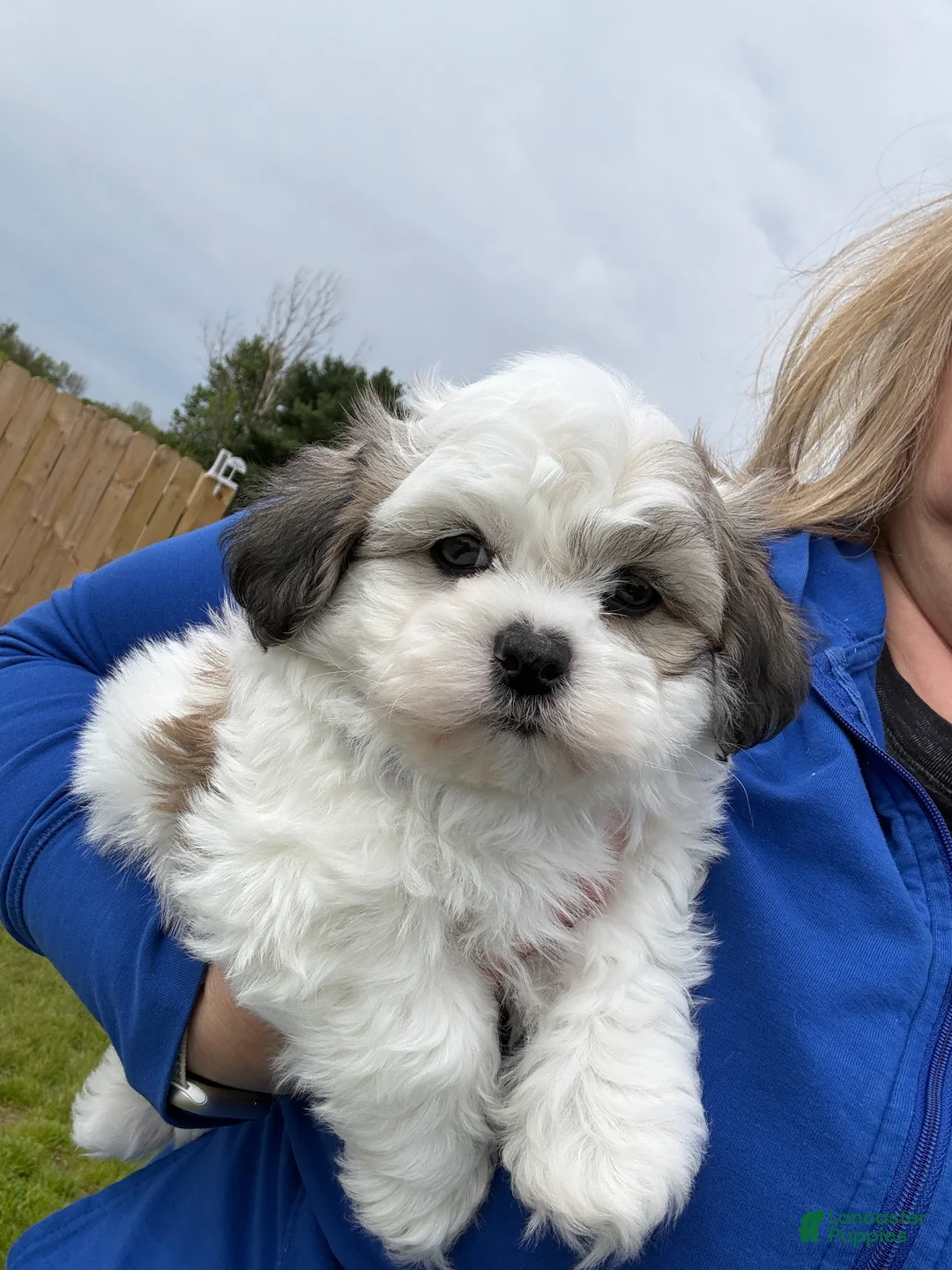 Teddy Bear dogs for sale: Fluffie - Ad 1