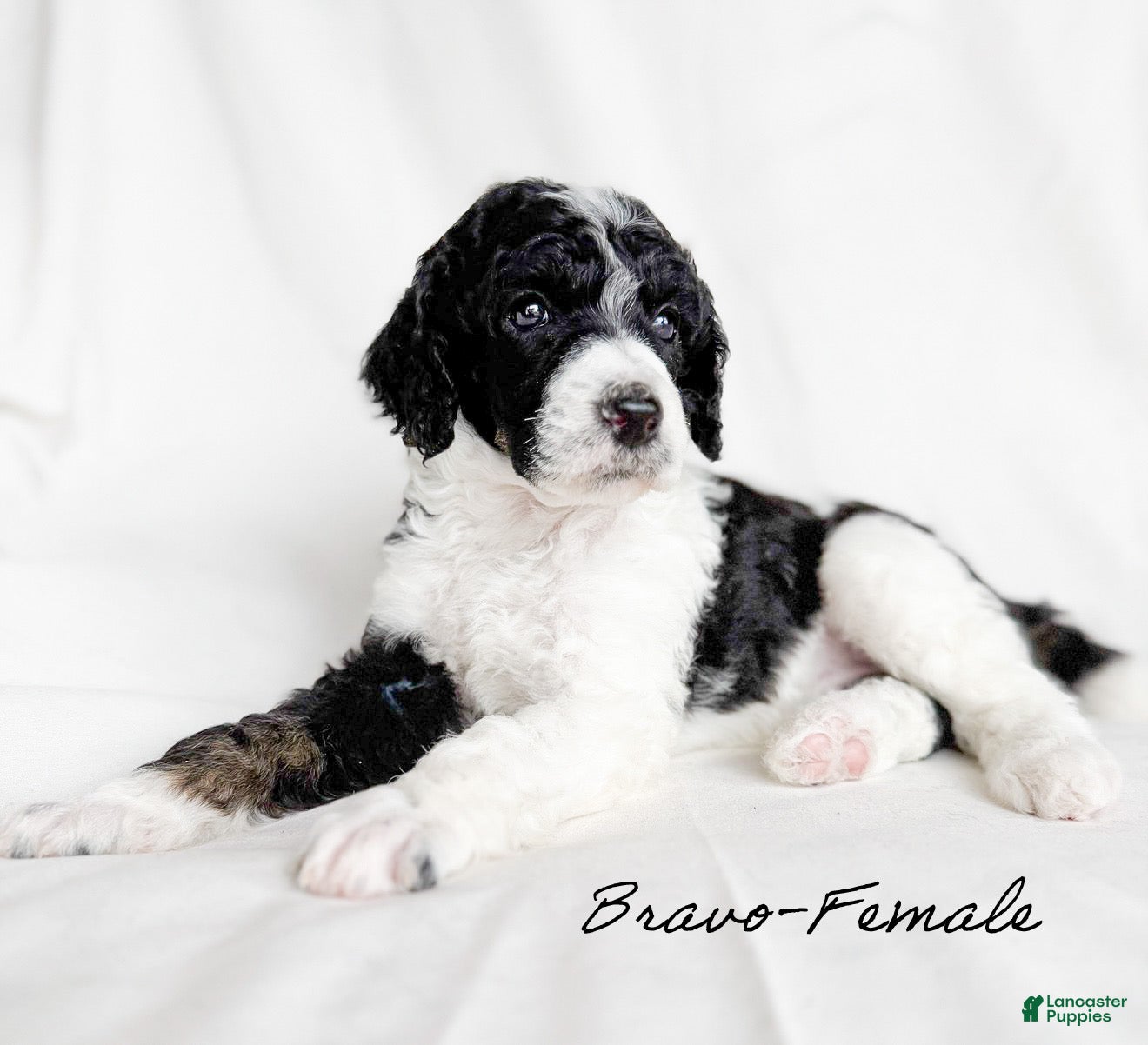 Standard Poodle dogs Bravo - Ad 3