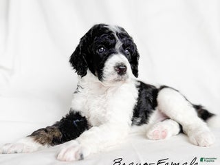 Standard Poodle dogs Bravo - Ad 3