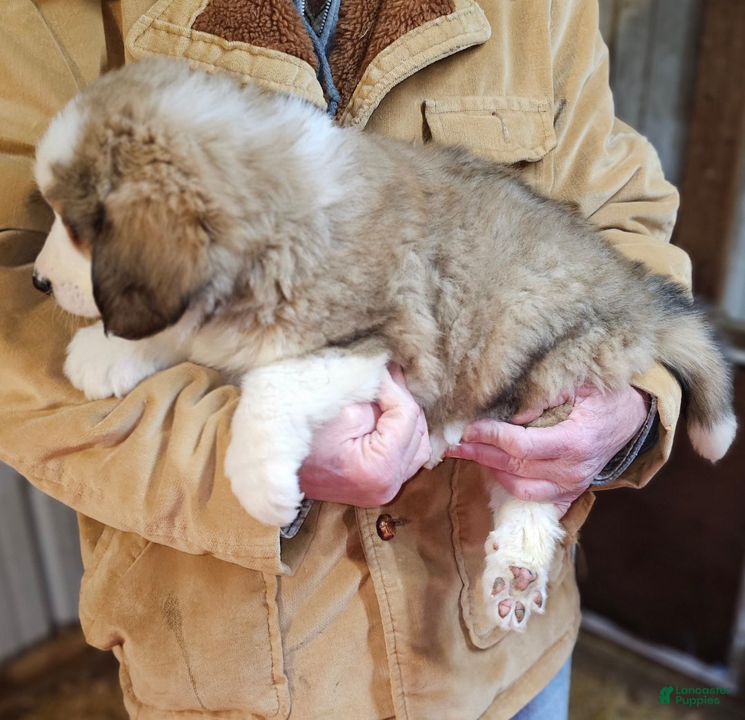 Mixed Breed dogs for sale: Mixed Breed Puppy 1 - Ad 8