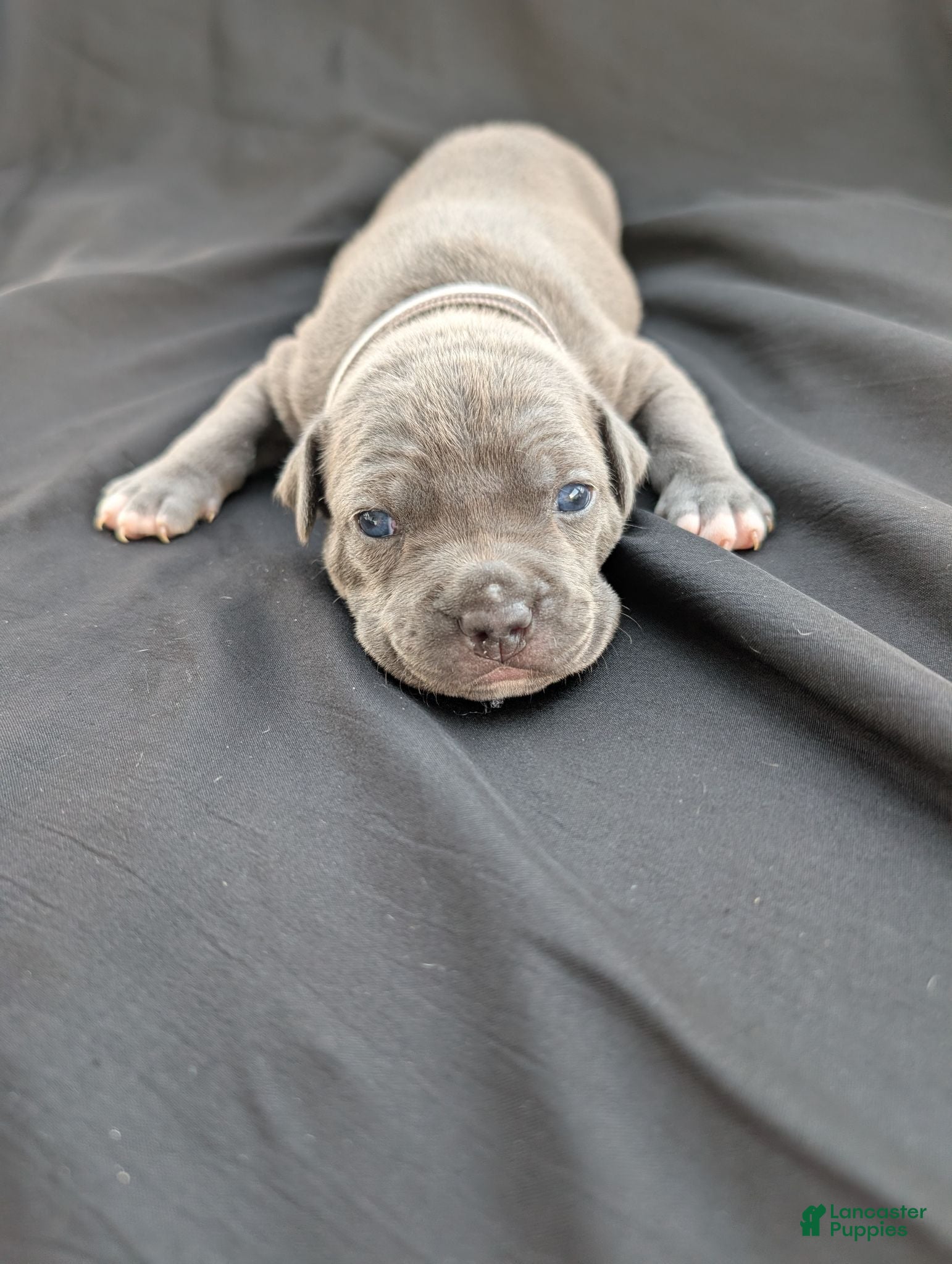 American Bully dogs American Bully 2 - Ad 1