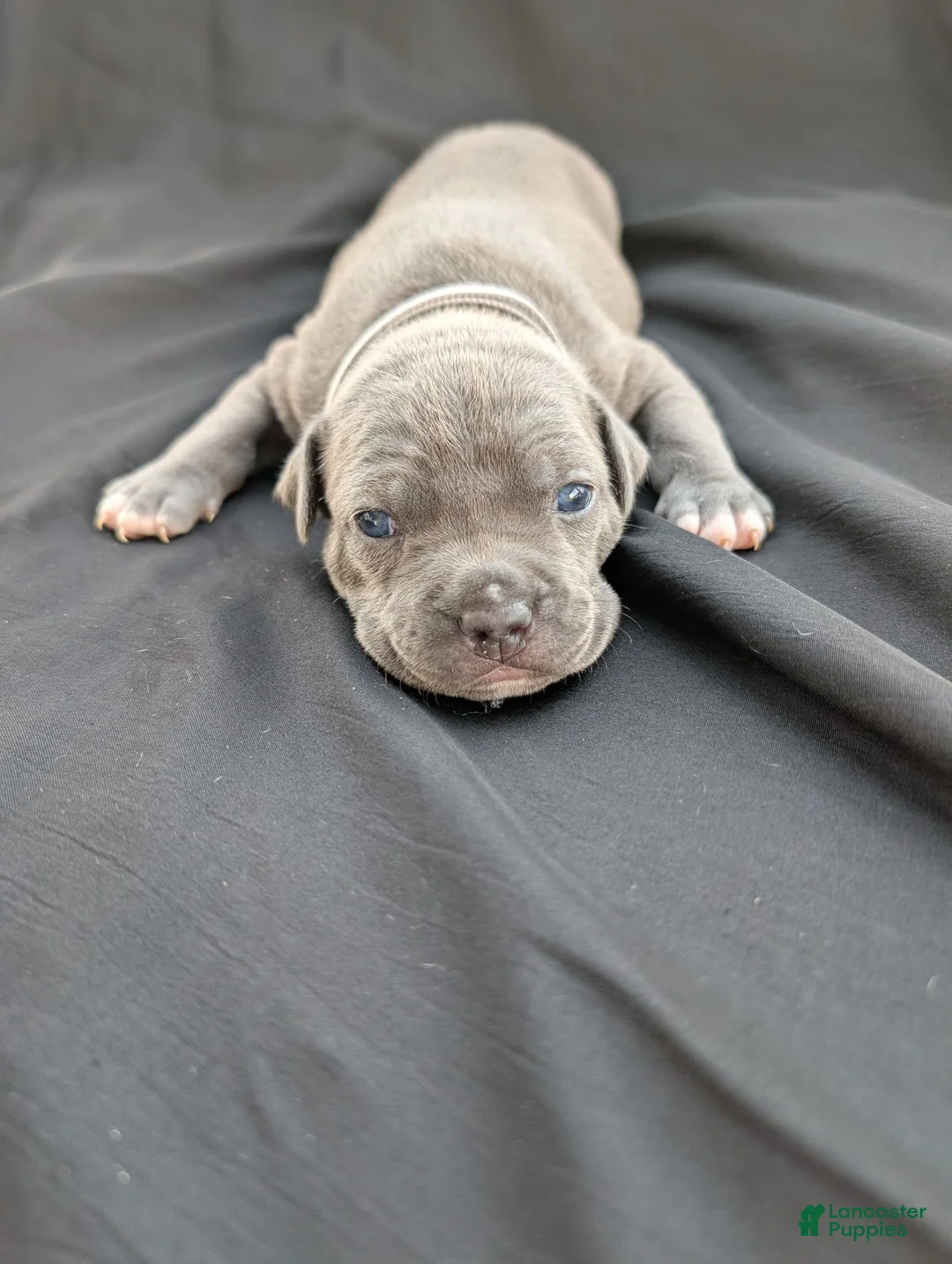 American Bully dogs for sale: American Bully 2 - Ad 1