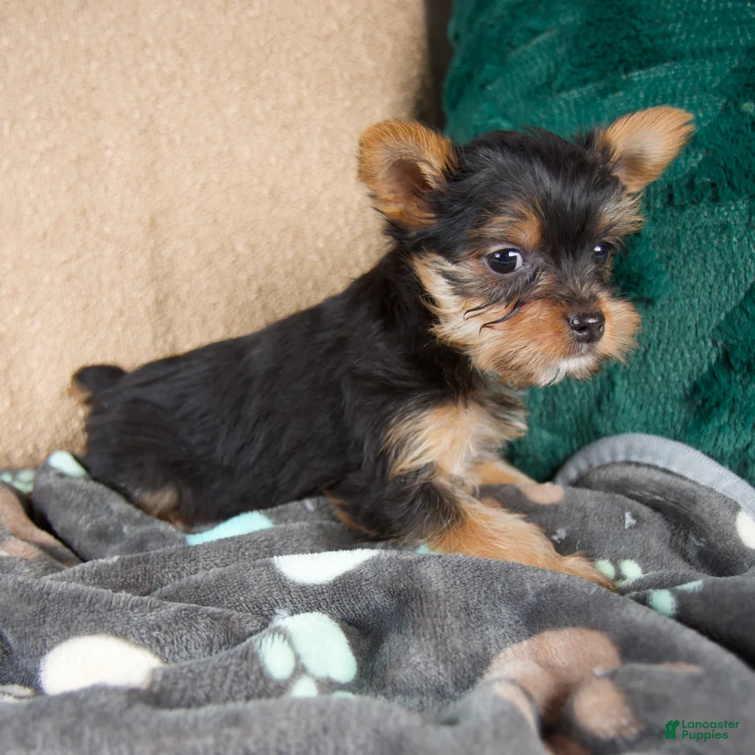 Yorkshire Terrier dogs for sale: Lacy - Ad 4