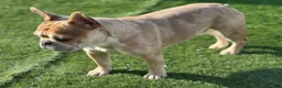 French Bulldog dogs for stud: King Midas (King) - Stud - Ad 5