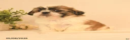 Shih Tzu dogs for sale: Jerry - Ad 2