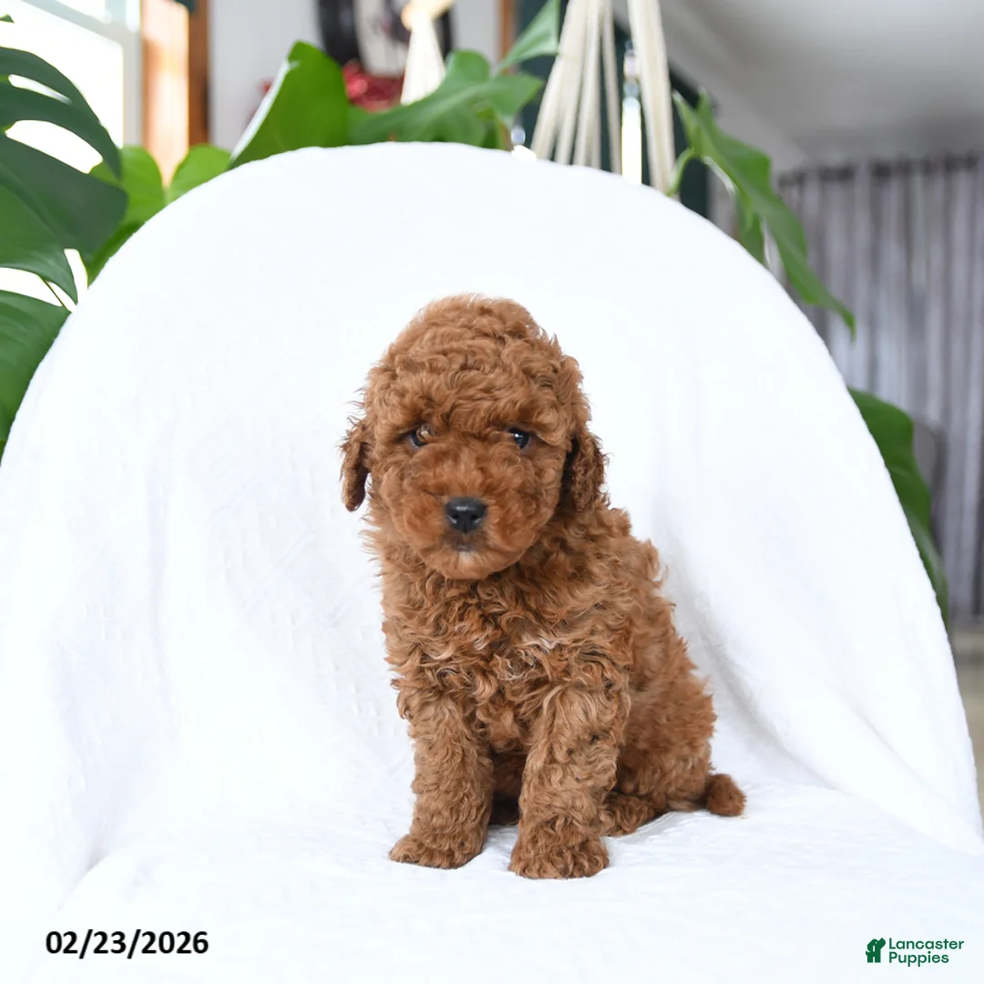 Mini Goldendoodle dogs for sale: Twister - Ad 2