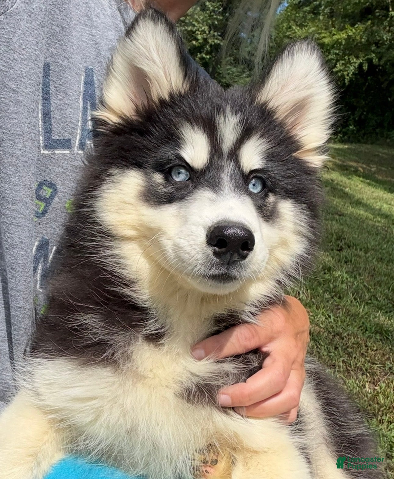 Pomsky dogs Shayla - Ad 1