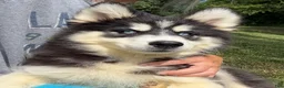 Pomsky dogs for sale: Shayla - Ad 1