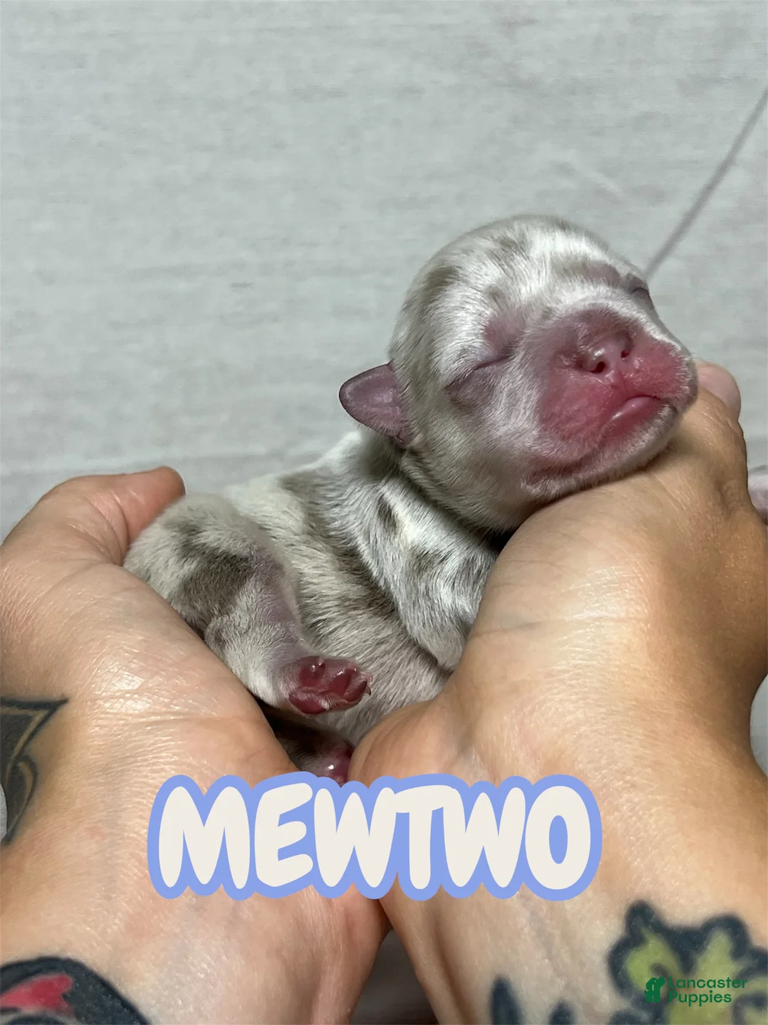 French Bulldog dogs for sale: Mewtwo - Ad 1