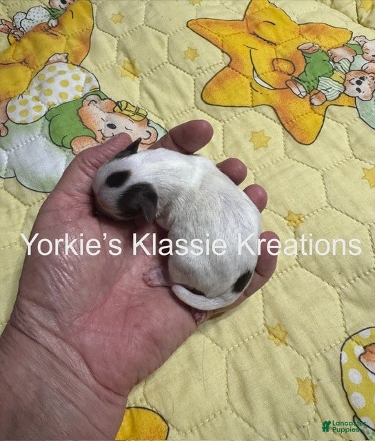 Yorkshire Terrier dogs MOLLY - Ad 2