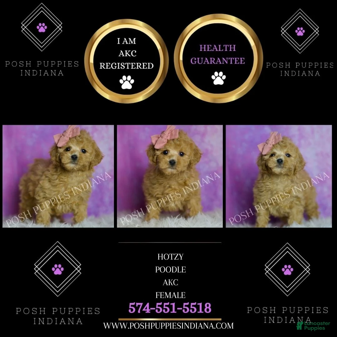Toy Poodle dogs for sale: Toy Poodle litter of 6 puppies - Ad 1