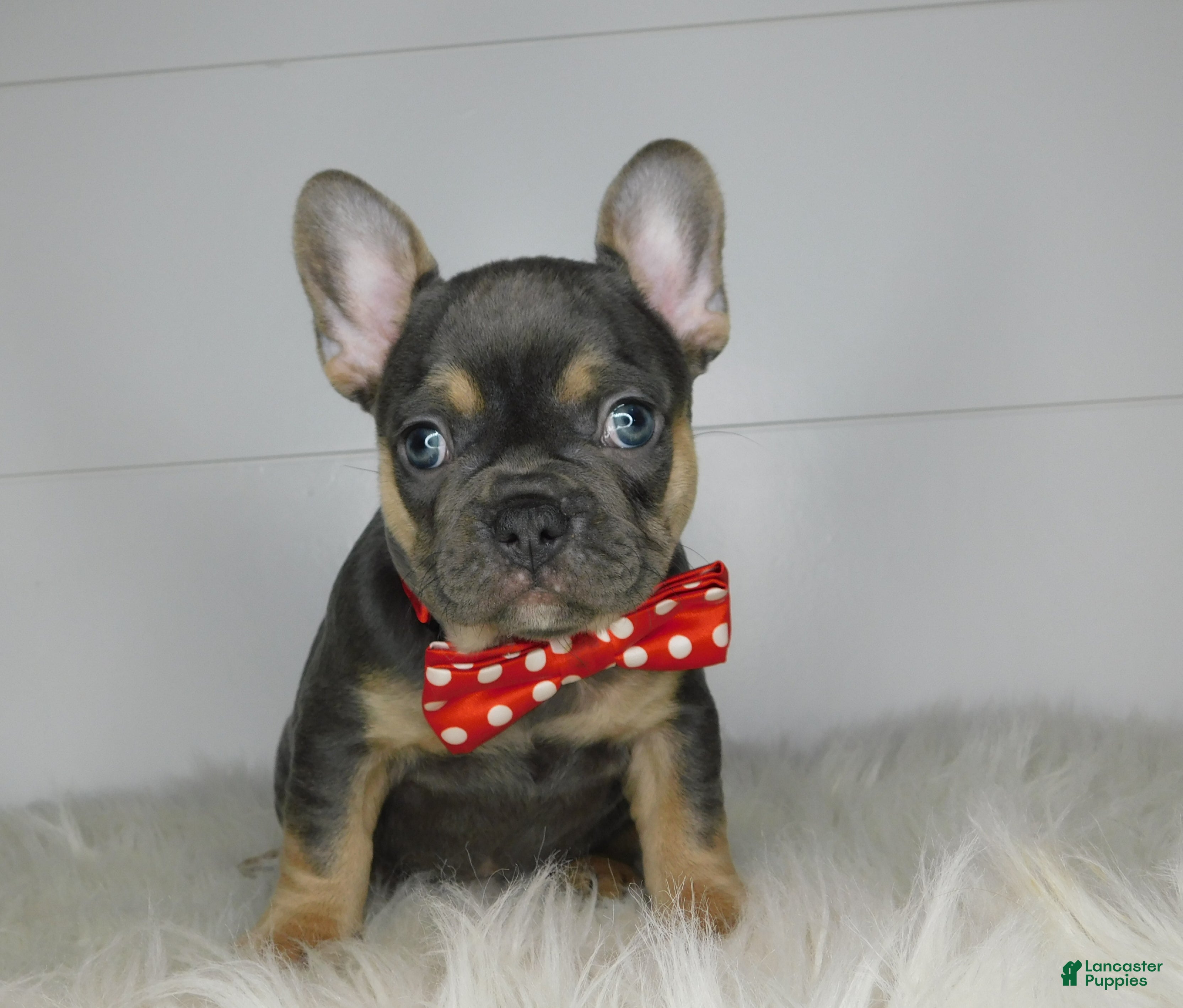 French Bulldog dogs Twinkle  - Ad 35