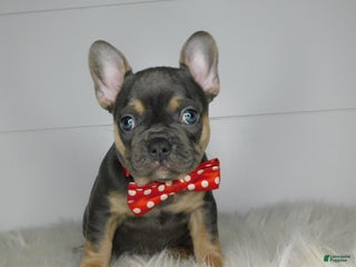French Bulldog dogs Twinkle - Ad 35