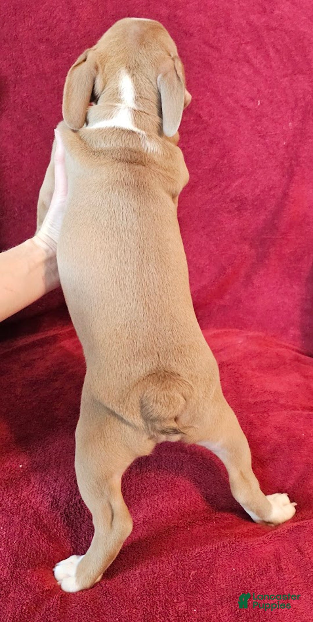 Mixed Breed dogs for sale: Tiny Tan Girl - Ad 9