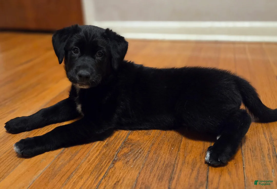 Mixed Breed dogs for sale: Pink Lady  - Ad 5