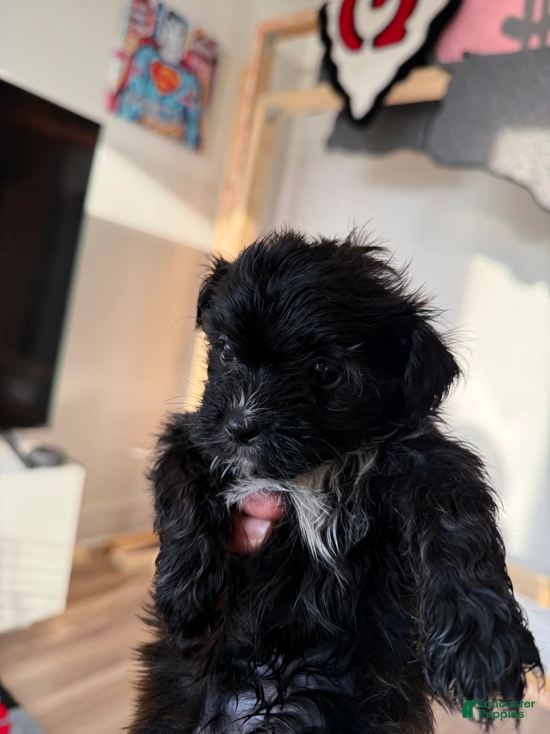 Shorkie dogs for sale: Shorkie 3 - Ad 2