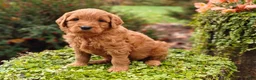 Goldendoodle dogs for sale: Chai - Ad 15