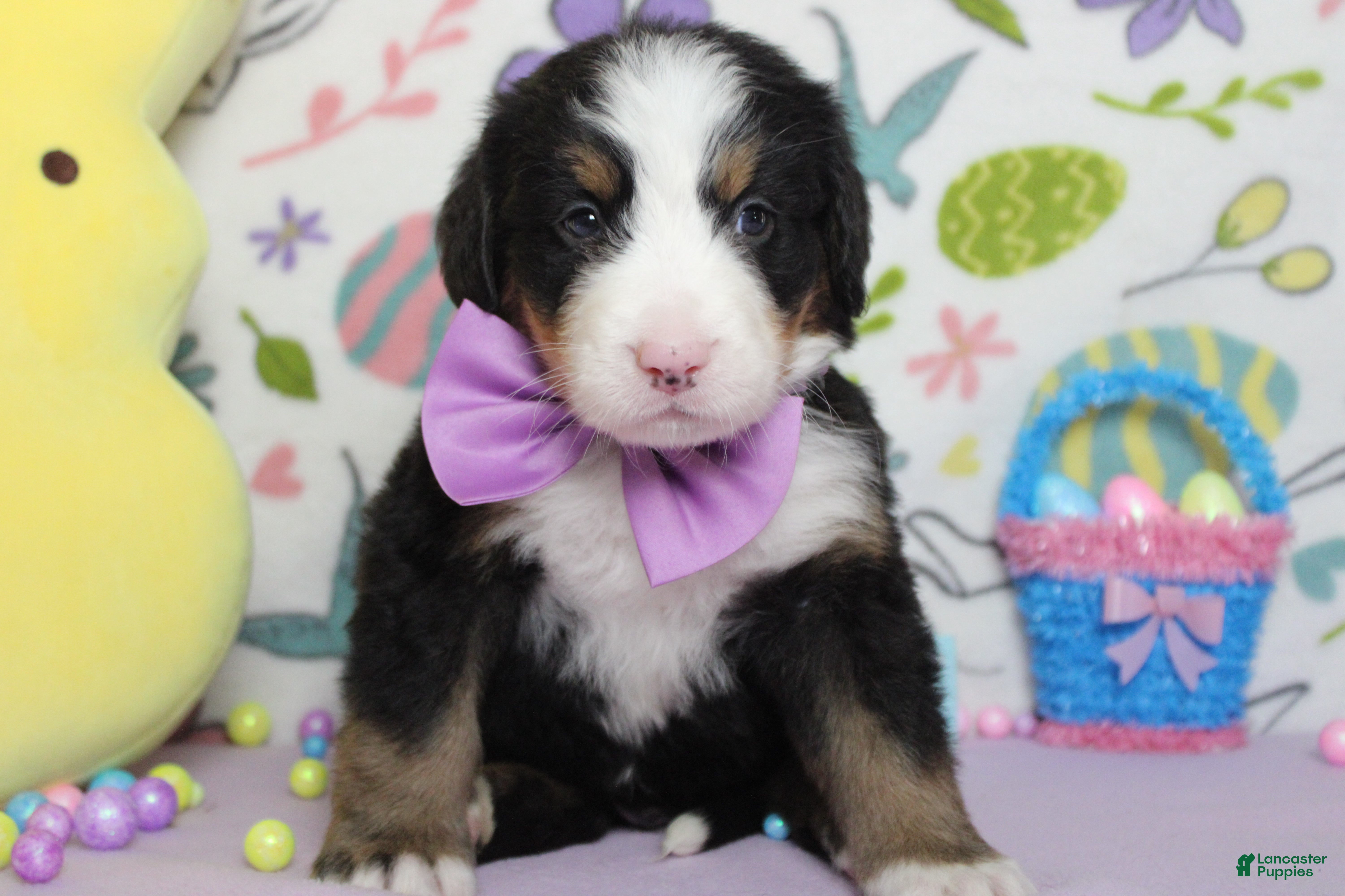 Bernese Mountain Dog dogs Moose  - Ad 6