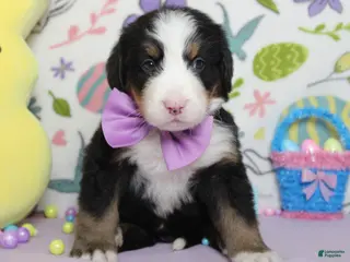 Bernese Mountain Dog dogs Moose - Ad 6