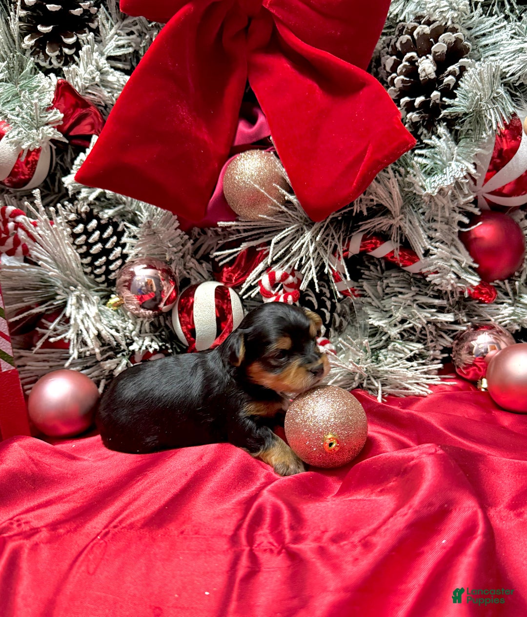 Yorkshire Terrier dogs for sale: Fettuccine  - Ad 22