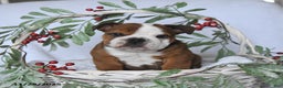 English Bulldog dogs for sale: Prince   - Ad 4