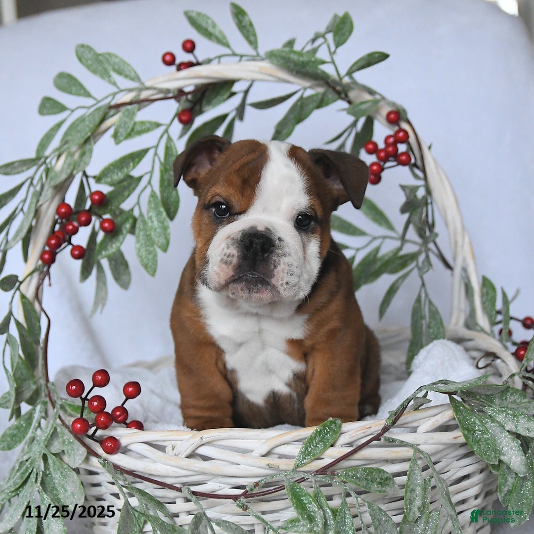 English Bulldog dogs for sale: Prince   - Ad 4