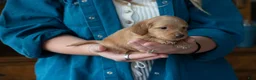 Miniature Dachshund dogs for sale: Frank  - Ad 2