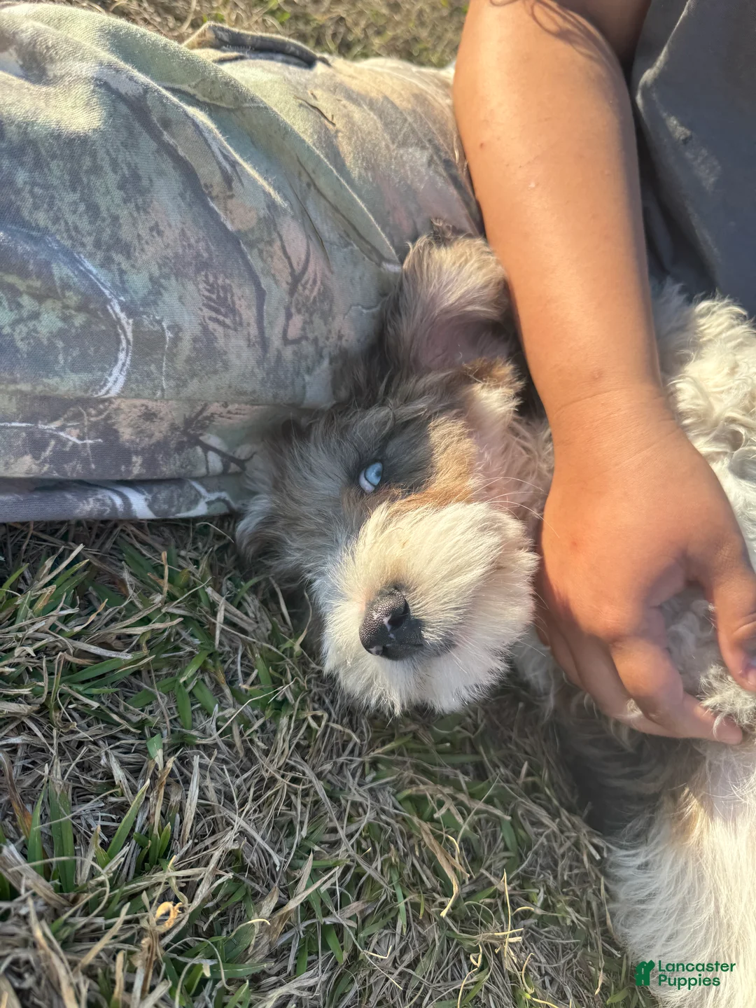 Mini Goldendoodle dogs for sale: Mini Goldendoodle Puppy 1 - Ad 3