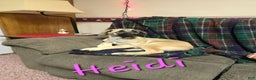 Mixed Breed dogs for sale: 🕯️ Heidi - Ad 1