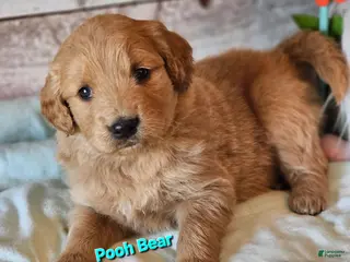 Goldendoodle dogs Pooh Bear - Ad 18