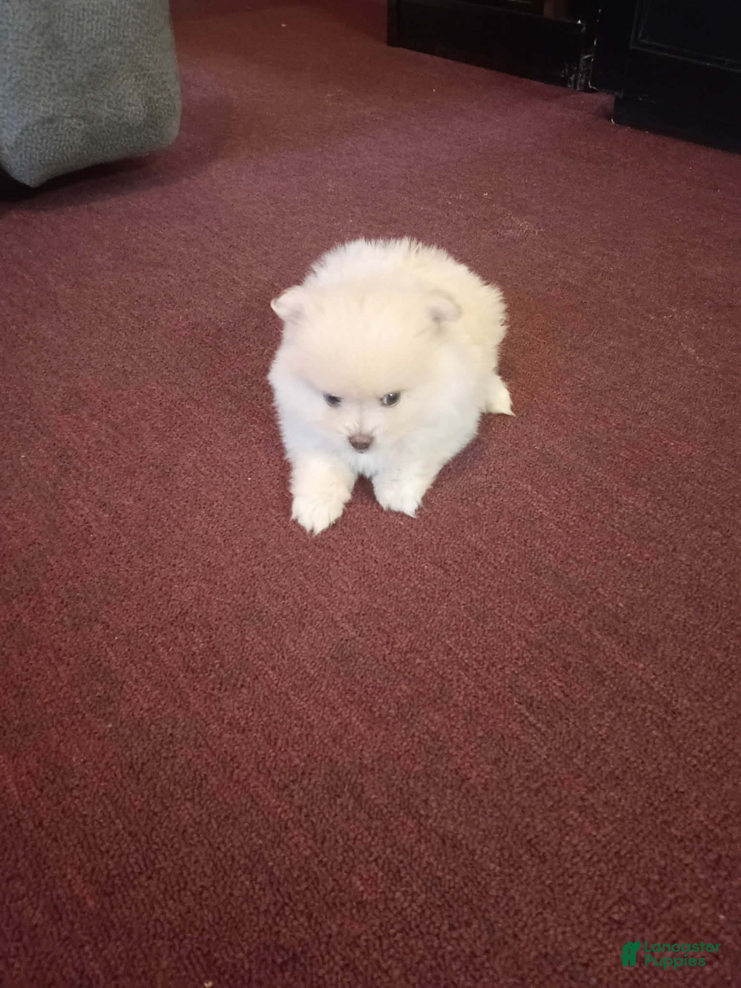 Pomeranian dogs for sale: BEARFACE ALVIN - Ad 11