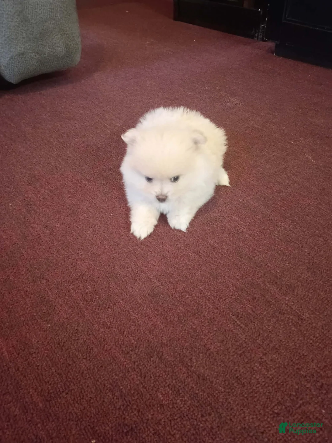 Pomeranian dogs for sale: BEARFACE ALVIN - Ad 1
