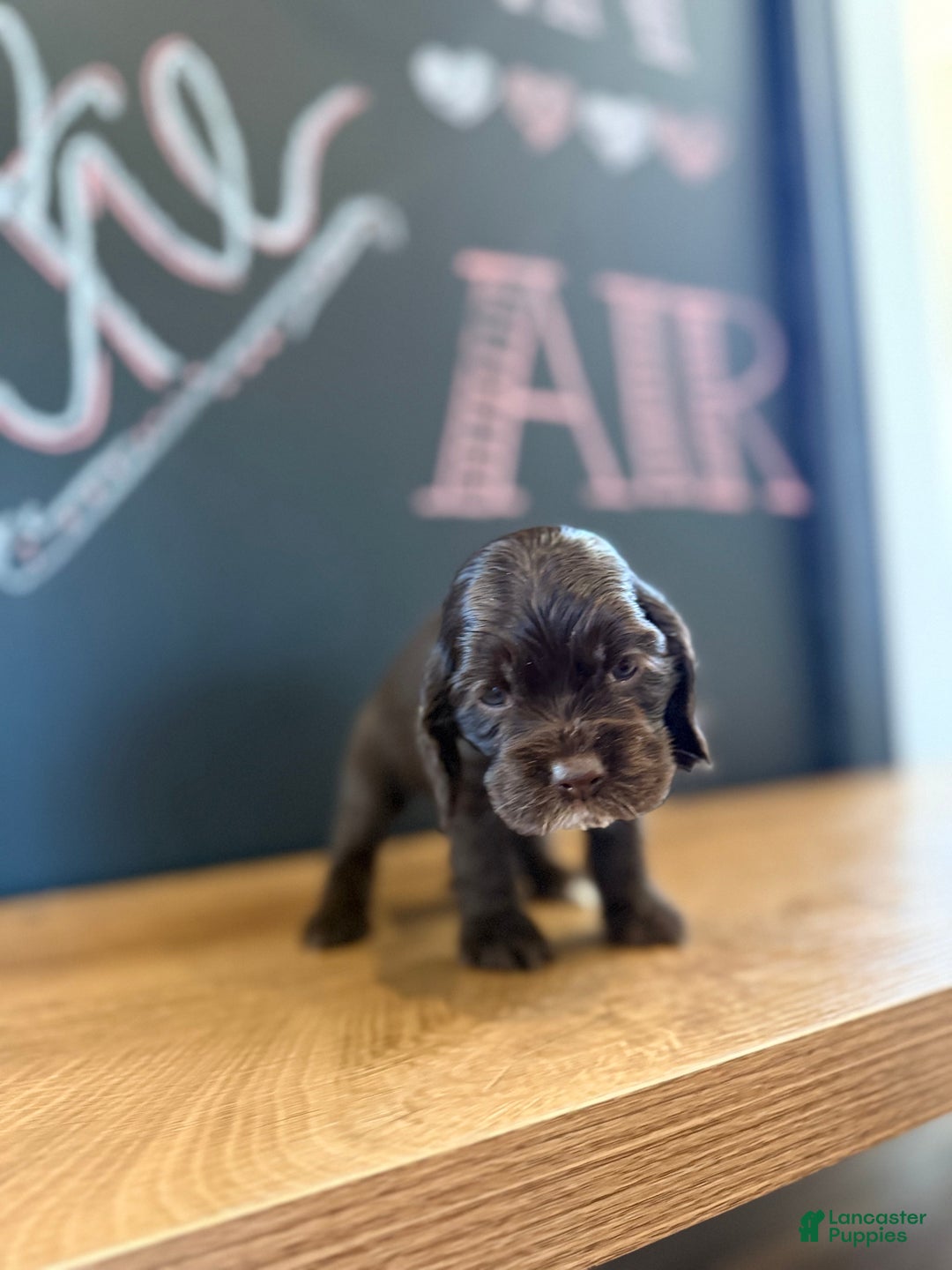 Cocker Spaniel dogs for sale: Chip - Ad 2